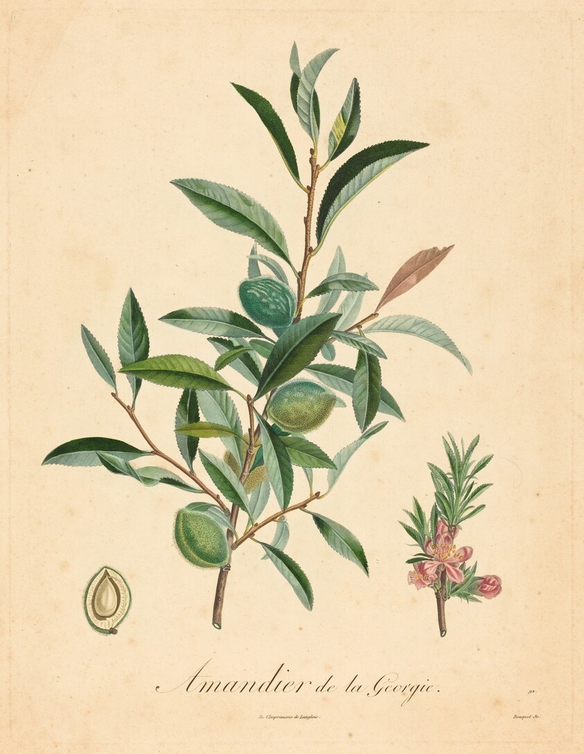 Amandier de la Georgie