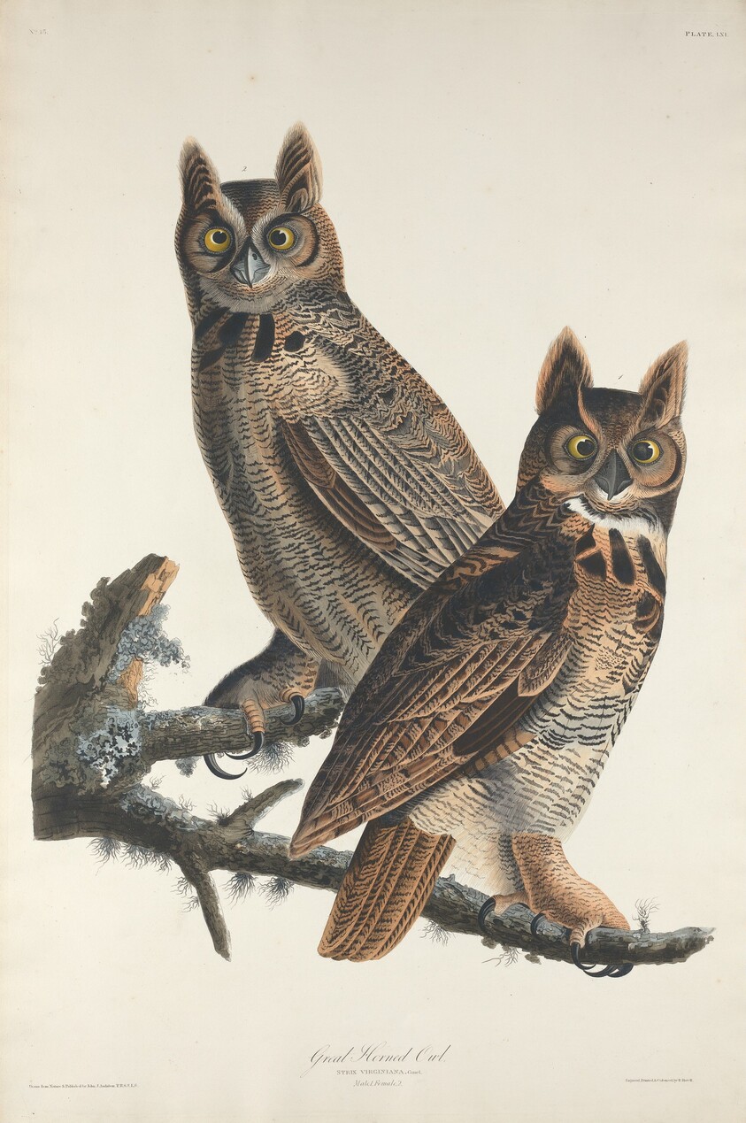 Great Horned Owl