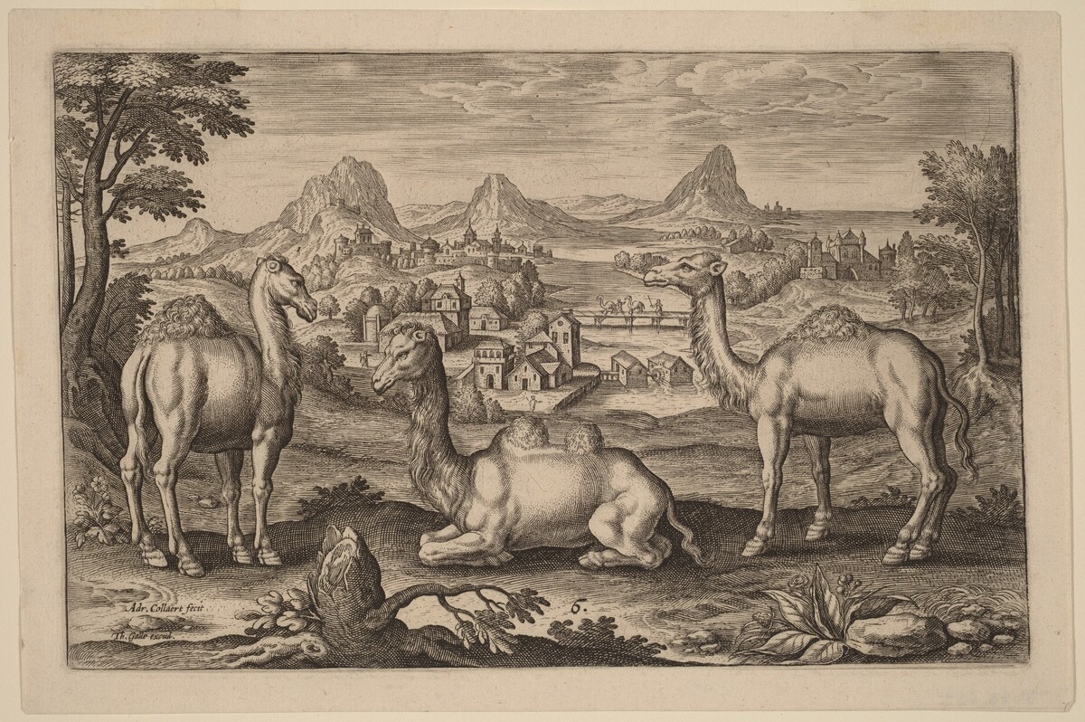 Two Dromedaries and a Camel