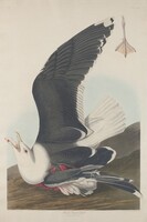 Black-Backed Gull, Robert Havell after John James Audubon, 1835