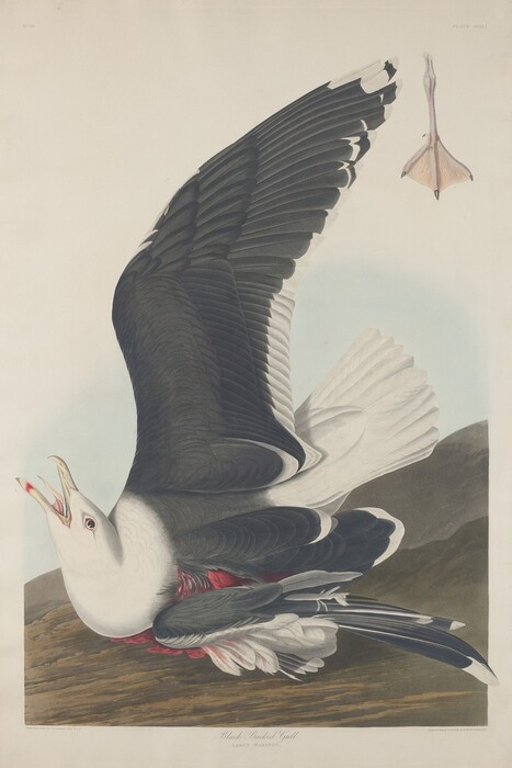 This is a painting of a Black-Backed Gull depicted in great detail. The bird is shown in a dynamic pose with its wings extended upward, displaying its dark upper feathers. Its head is turned back with its mouth open. Below the bird, hints of a rocky ground surface can be seen, adding texture to the image. A single gull's foot is illustrated separately in the upper right corner. The attention to detail in the bird's plumage and the naturalistic setting reflect an emphasis on ornithological precision. This painting is done in the style of John James Audubon.