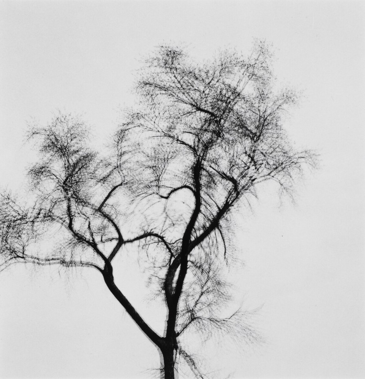 Multiple Exposure Tree, Chicago