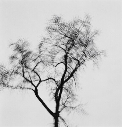 Multiple Exposure Tree, Chicago