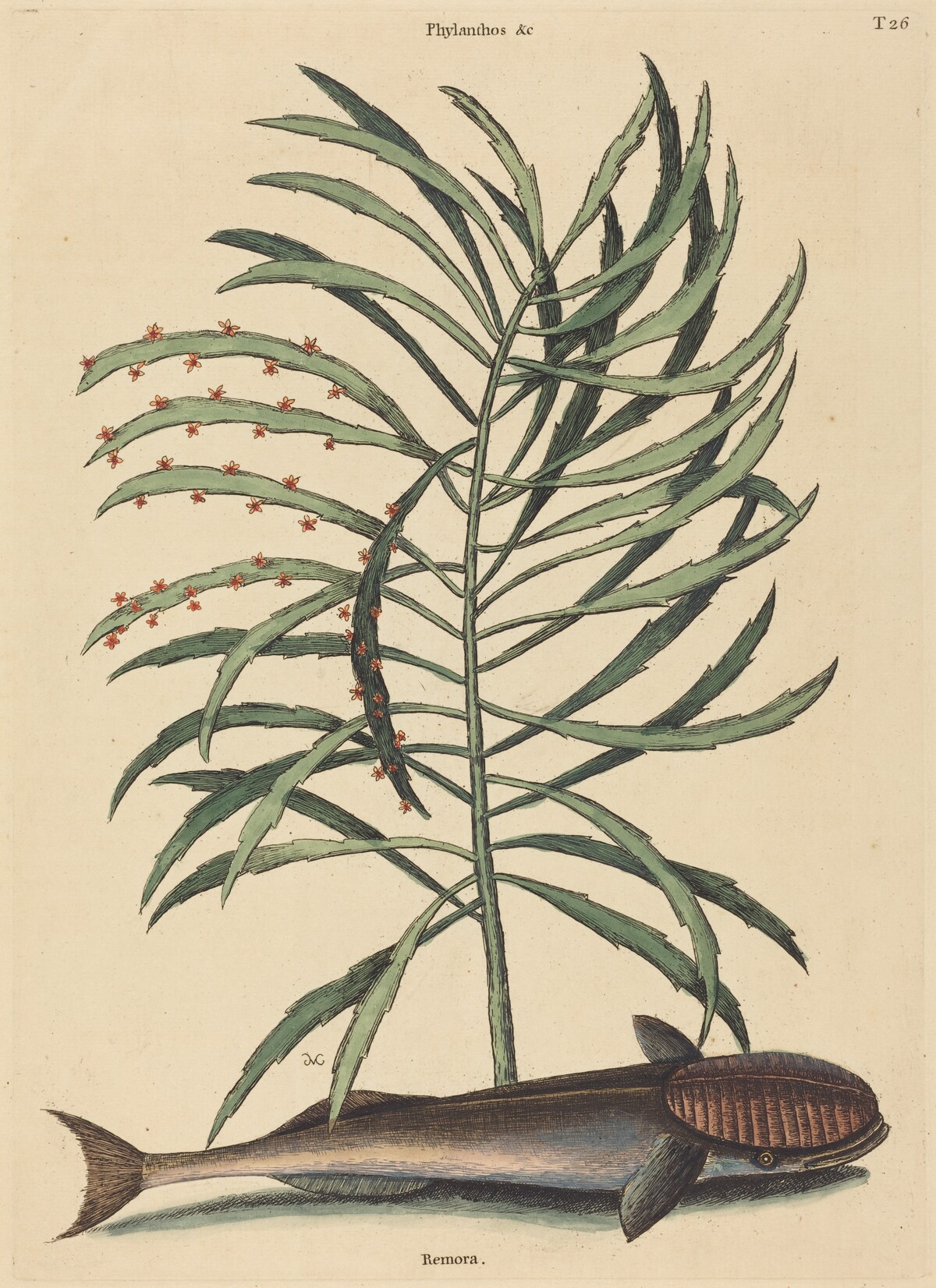 The Sucking Fish (Echeneis Naucratis)