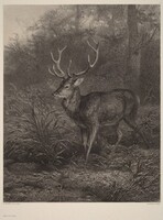 Cerf Dix-Cors, Karl Bodmer