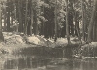 A Grove of Tamarack Pine, Near Timber Line, Ansel Adams, 1921