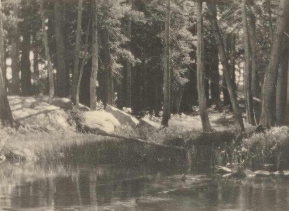The image depicts a woodland scene with a soft, slightly blurred perspective. In the foreground, there is a still body of water reflecting tall, slender trees. The trees dominate the middle ground and extend into the distance, with their trunks creating vertical lines. The horizon is obscured by the dense canopy of trees, though light filters through, suggesting an open space beyond. The color palette is muted and monochromatic, emphasizing shades of gray and gentle contrasts of light and shadow, contributing to a serene atmosphere.