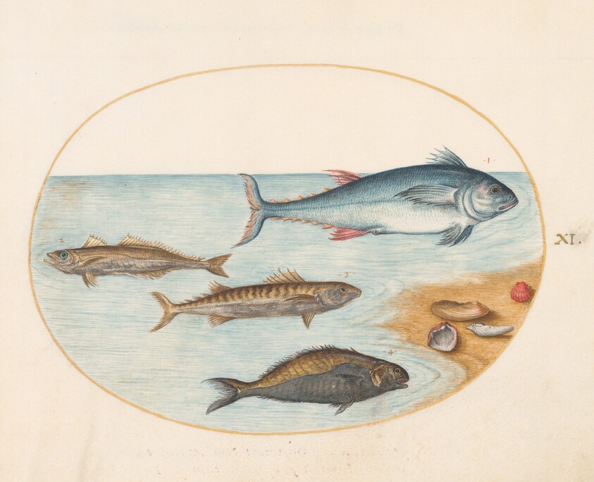 Plate 11: Four Fish and Shells