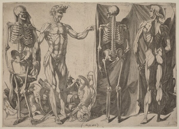 Squelettes et Ecorches