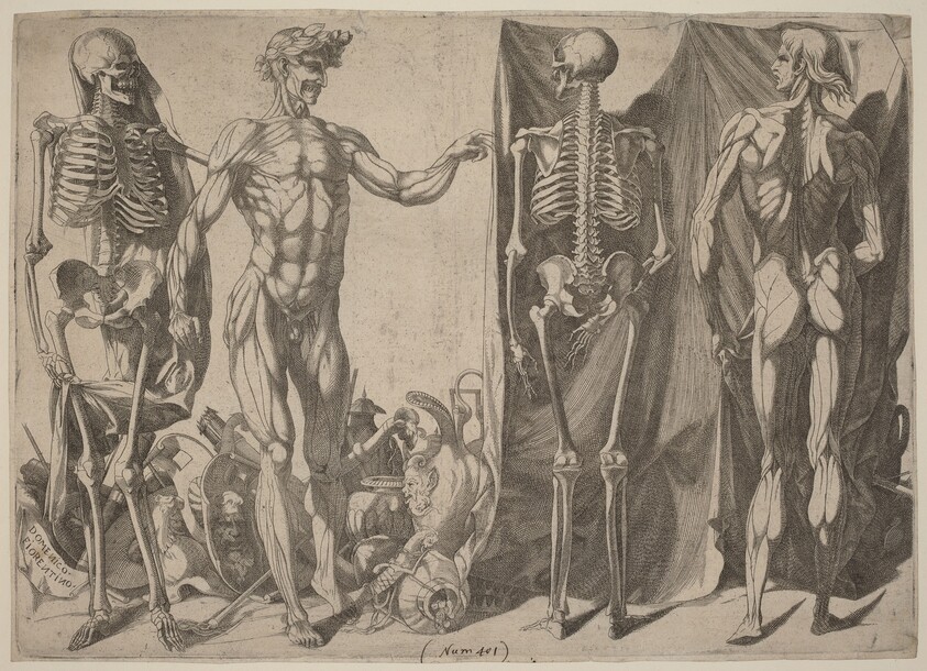 Squelettes et Ecorches