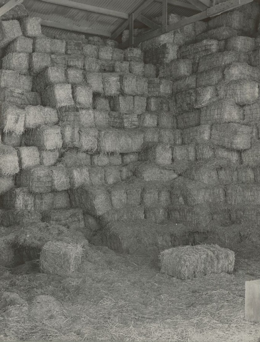 Baled Hay Stored for Cattle Feed at Casa Grande Valley Farms, Pinal County, Arizona