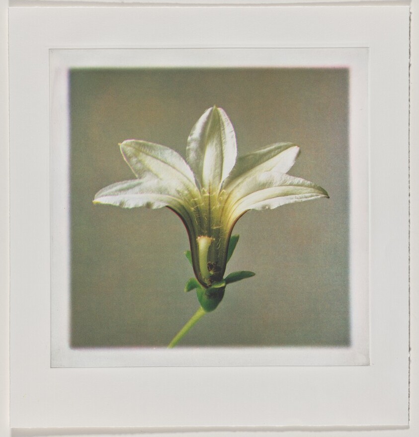 Naupaka (Front) [working proof 5]