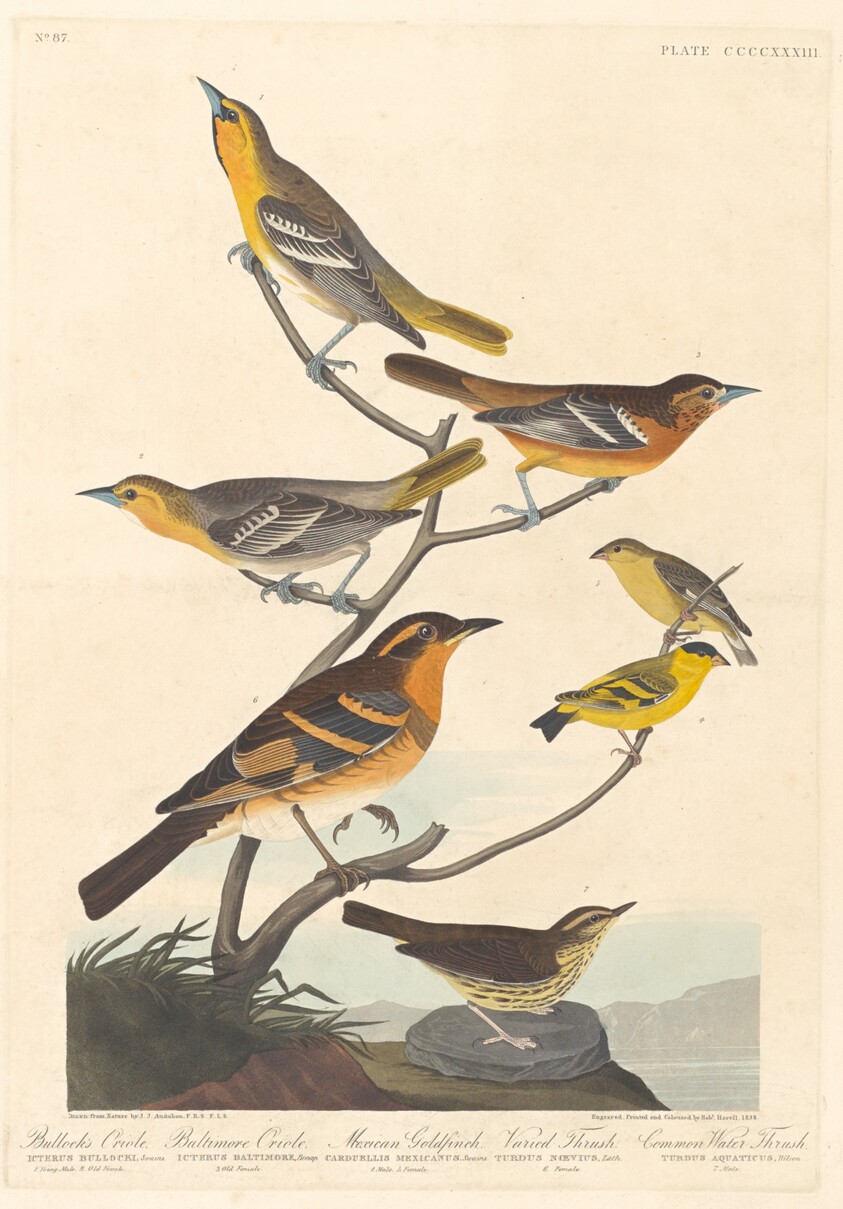 Bullock's Oriole, Baltimore Oriole, Mexican Goldfinch and Varied Thrush
