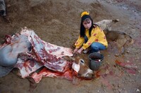 Butcher at Dawn, Sapa, Vietnam 1995, Mitch Epstein, 1995, printed 2025