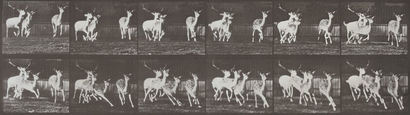 Plate Number 688. Fallow deer, buck and group of does, galloping