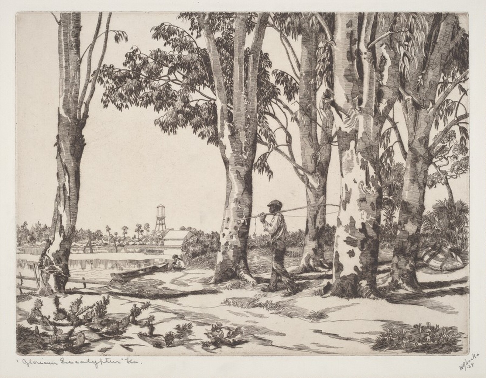 Glorious Eucalyptus, Walter Ronald Locke, 1939