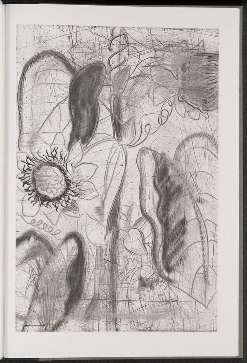 Quadrangular Passionflower