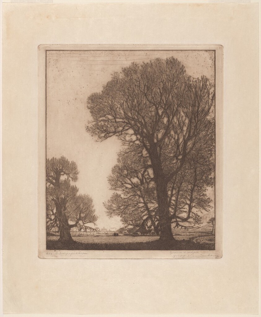 Poplars, Santpoort [Zilverpopulieren, Santpoort]