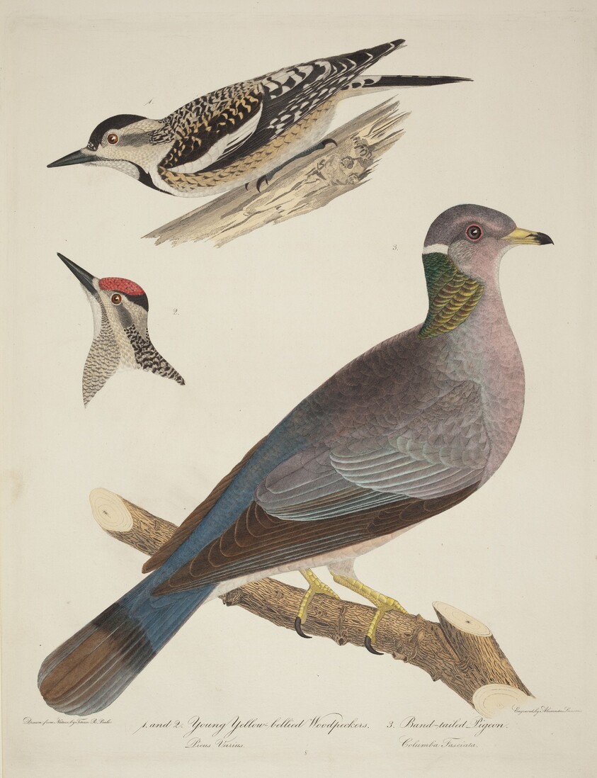 Young Yellow-bellied Woodpeckers and Band-tailed Pigeon