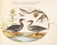 Plate 31: Duck, Merganser, and Three Goldfinches, Joris Hoefnagel, c.1575/1590s