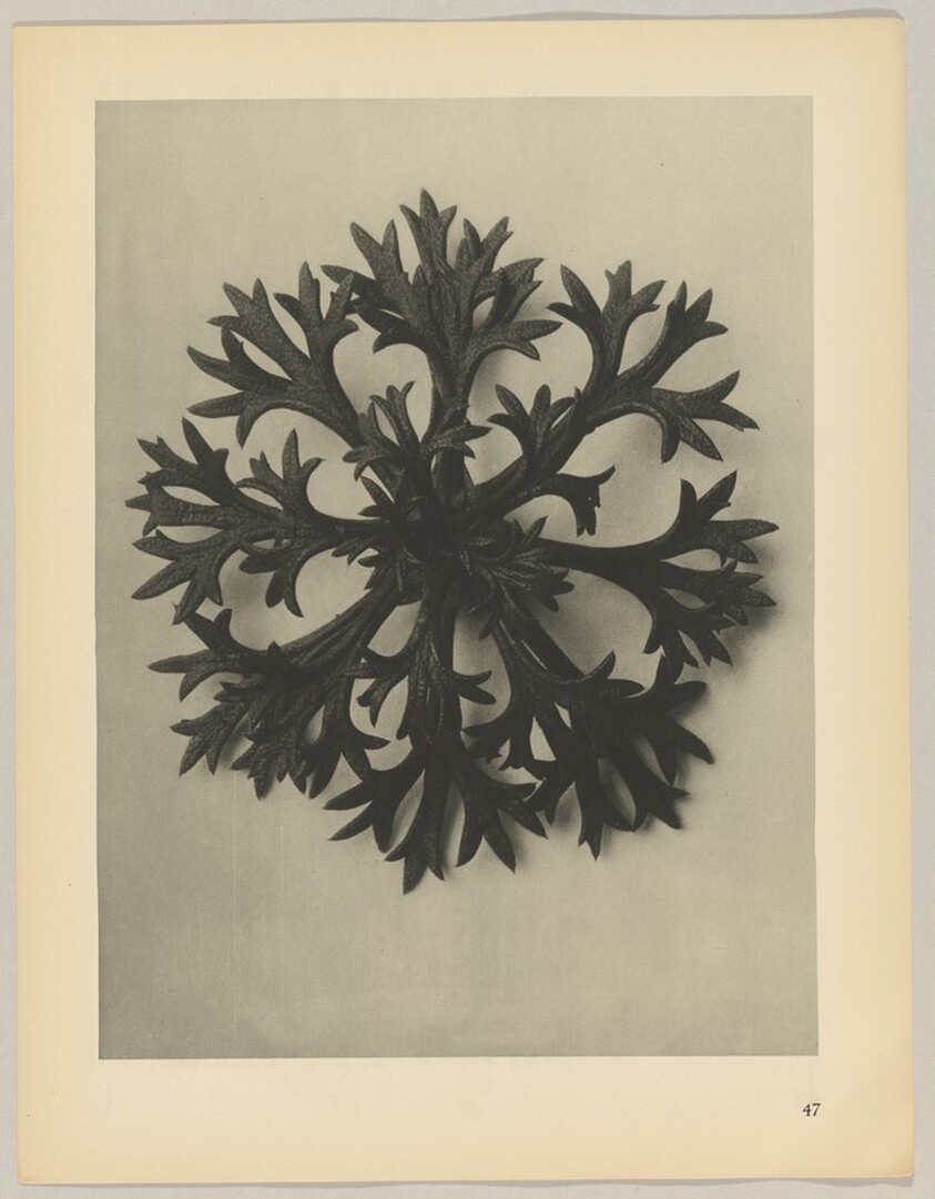 Saxifraga Willkommniana