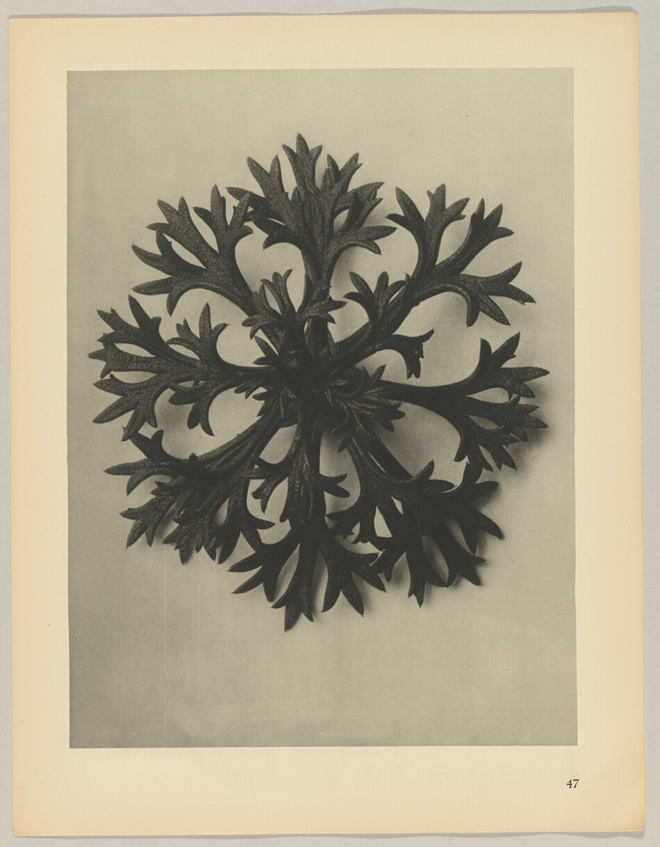 The sculpture is circular with branching, leaf-like structures radiating symmetrically from the center. It appears to be made of a dark textured metal like bronze or iron. The sculpture sits on a flat surface in a top-down view, showcasing the detailed craftsmanship. The dark sculpture contrasts with the lighter background.