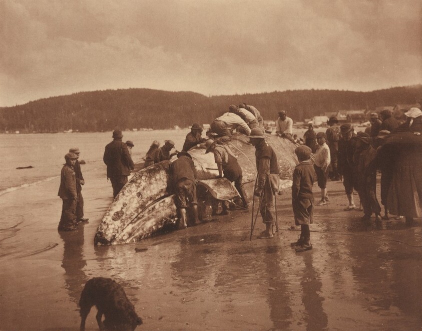 The King of the Seas in the Hands of the Makahs