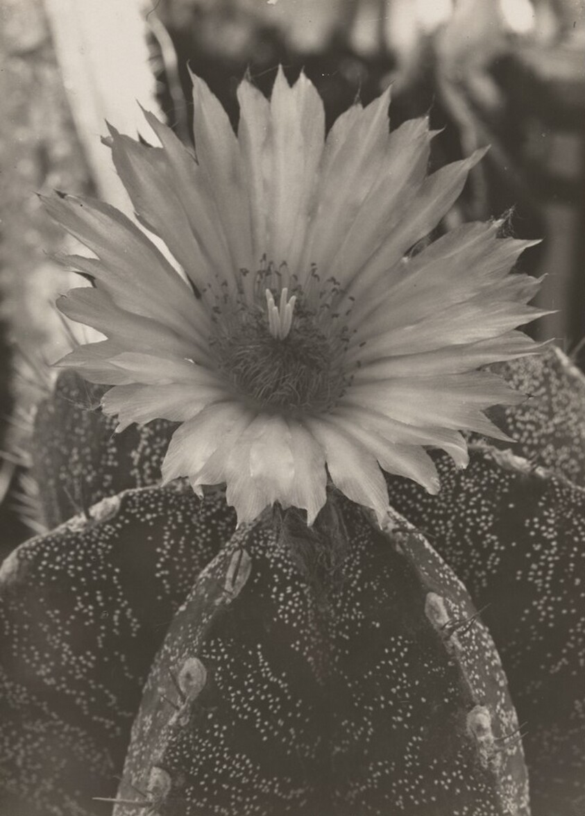 Astrophytum myriostigma (Bishop's Cap Cactus)