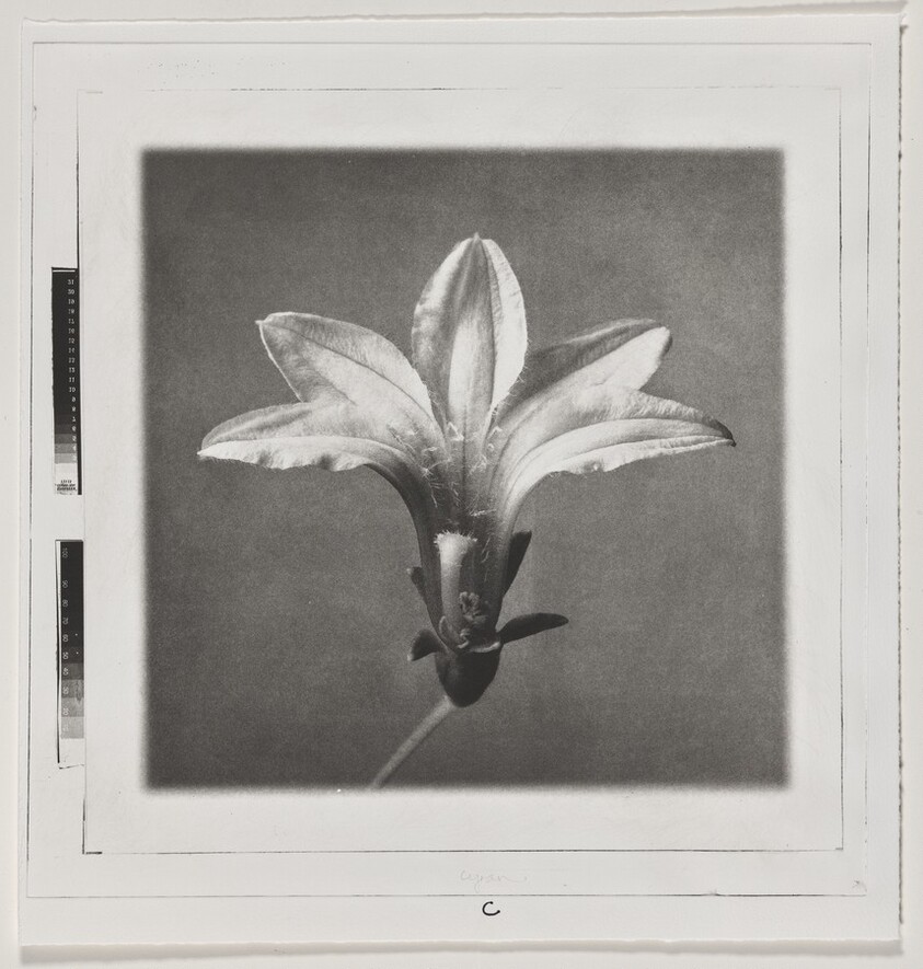 Naupaka (Front) [working proof 1]