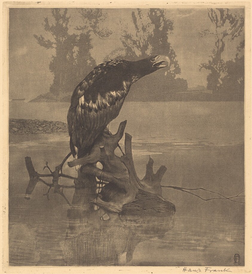 Bedraggled Eagle on a Stump