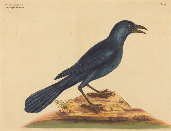 The Purple Jack Daw (Gracula Quiscula)