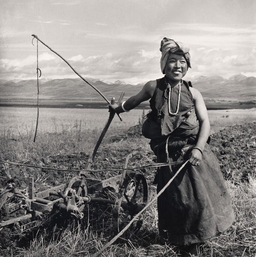Tibetan Ploughwoman