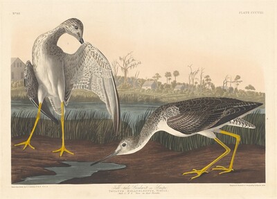 Tell-tale Godwit, Robert Havell after John James Audubon, 1836