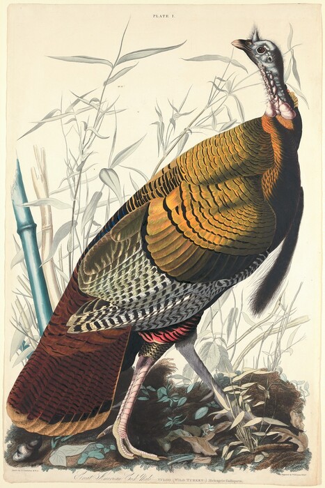 A wild turkey standing among tall grasses and reeds against a cream-white background nearly fills this vertical, hand-colored etching. The bird’s body faces our right, and its pale, steel-blue, scrawny neck, small head, and short beak turn to look to our left in profile. Pink bulges line the bird’s neck, and its dark eye is wide and alert. A triangular, short, horn-like protrusion over the beak appears to be covered in fuzz. The turkey’s stout and robust body is covered with golden-orange feathers down its back and around the breast. Black and white striped wings are tucked along its body below, and the tawny-brown feathers of its tail fans out to nearly brush the ground. Feathers where the bird’s ribbed and scaly, pale pink and gray legs meet the body are striped ruby red and black. The bird strides to our right on a dirt ground with tufts of plants. The reeds, some of them bamboo-like, fade in the background around the turkey. Text at the top center of the print reads, “PLATE 1.” The artist’s name is printed below the image under the left corner: “Drawn by J.J. Audubon M.W.S.” Printed cursive text across the bottom margin of the page reads, “Great American Cock Male” and block letters read, “VULGO (WILD TURKEY--) Meleagris Gallopavo. A printed inscription under the right corner reads, “Engraved by W. H. Lizars. Edinr.”