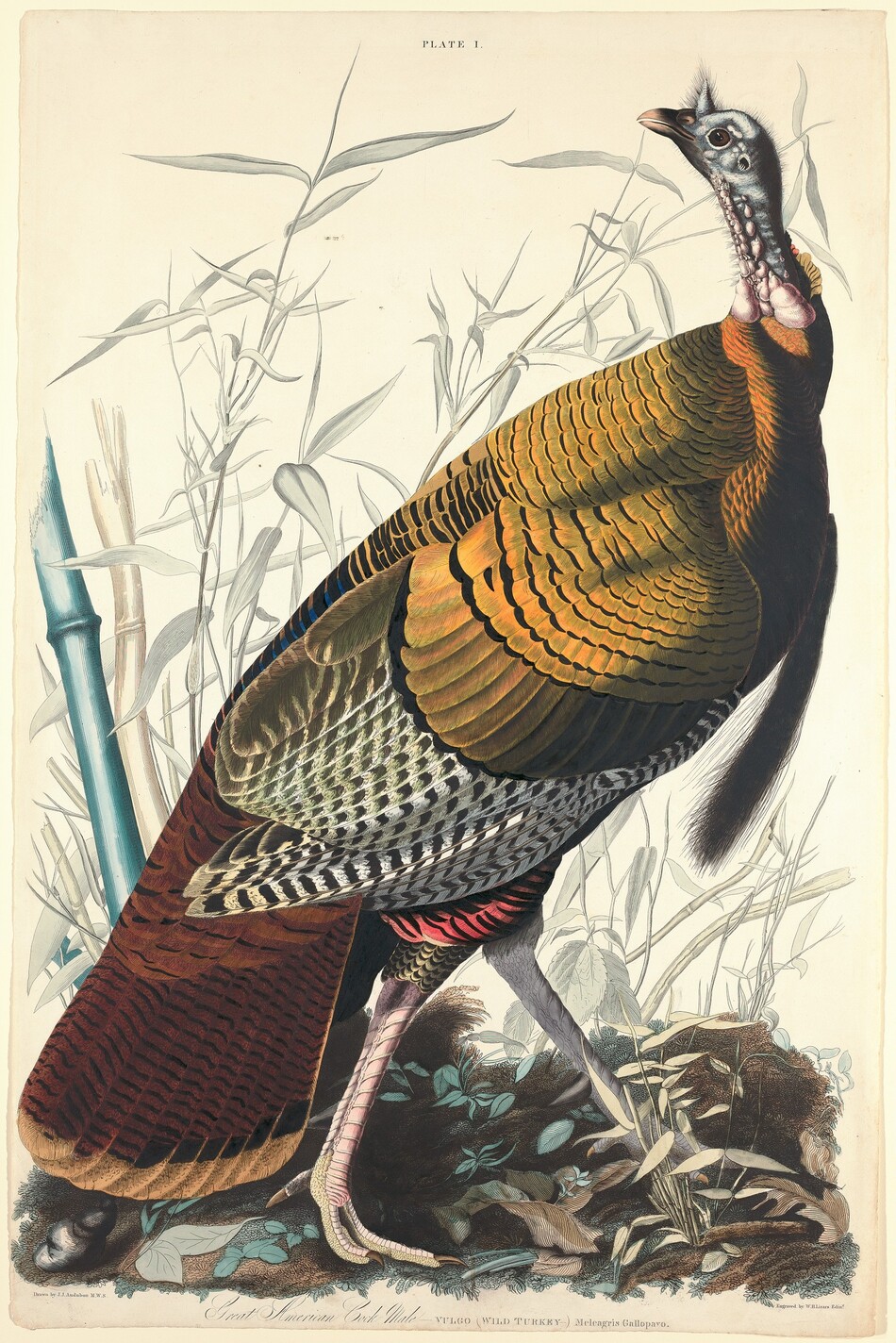 A wild turkey standing among tall grasses and reeds against a cream-white background nearly fills this vertical, hand-colored etching. The bird’s body faces our right, and its pale, steel-blue, scrawny neck, small head, and short beak turn to look to our left in profile. Pink bulges line the bird’s neck, and its dark eye is wide and alert. A triangular, short, horn-like protrusion over the beak appears to be covered in fuzz. The turkey’s stout and robust body is covered with golden-orange feathers down its back and around the breast. Black and white striped wings are tucked along its body below, and the tawny-brown feathers of its tail fans out to nearly brush the ground. Feathers where the bird’s ribbed and scaly, pale pink and gray legs meet the body are striped ruby red and black. The bird strides to our right on a dirt ground with tufts of plants. The reeds, some of them bamboo-like, fade in the background around the turkey. Text at the top center of the print reads, “PLATE 1.” The artist’s name is printed below the image under the left corner: “Drawn by J.J. Audubon M.W.S.” Printed cursive text across the bottom margin of the page reads, “Great American Cock Male” and block letters read, “VULGO (WILD TURKEY--) Meleagris Gallopavo. A printed inscription under the right corner reads, “Engraved by W. H. Lizars. Edinr.”