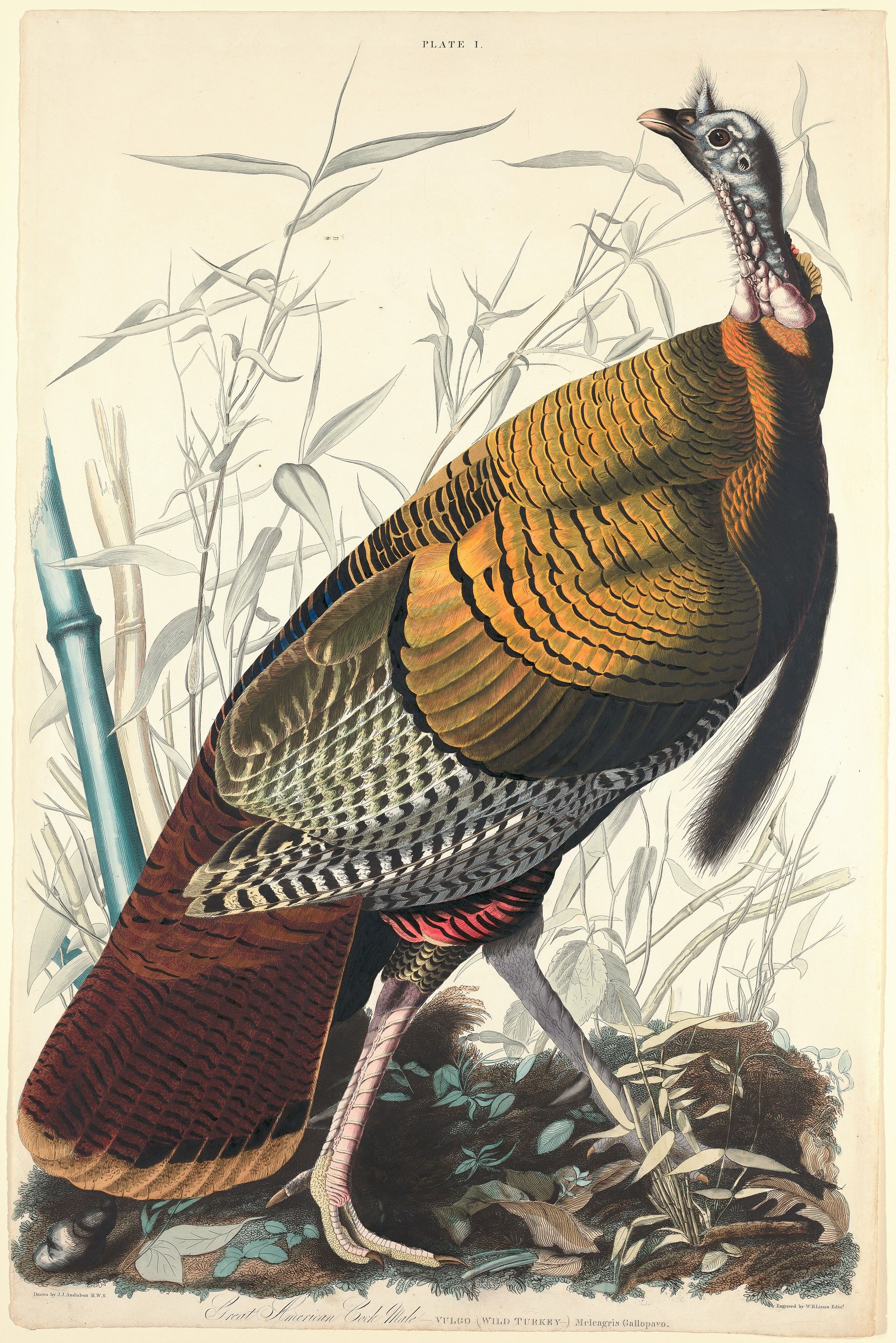 Great American Cock by William Home Lizars