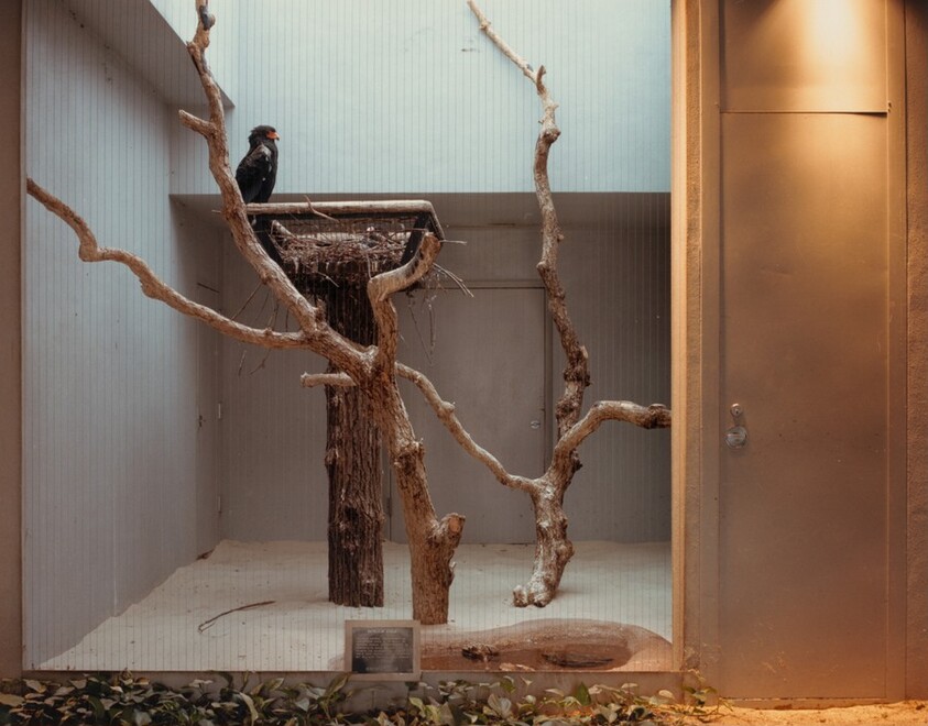 Bateleur Eagle, St. Louis Zoological Park