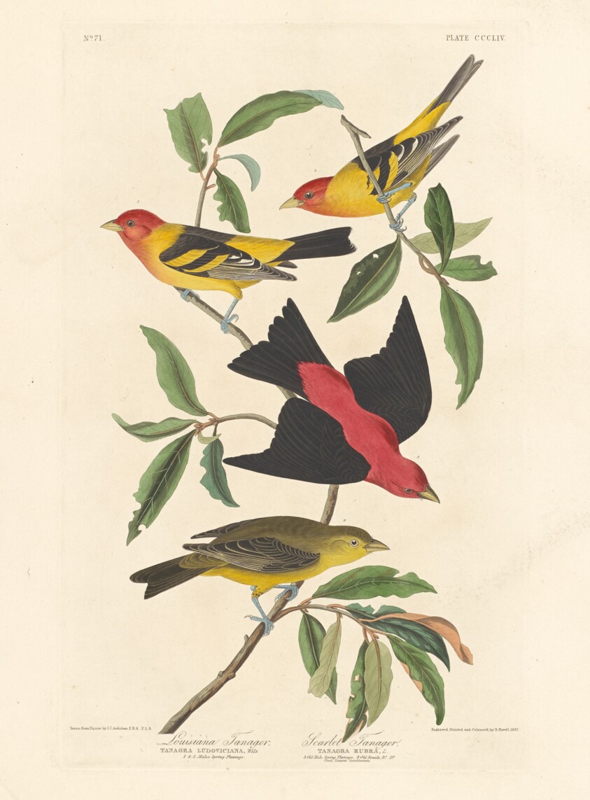 Louisiana Tanager and Scarlet Tanager