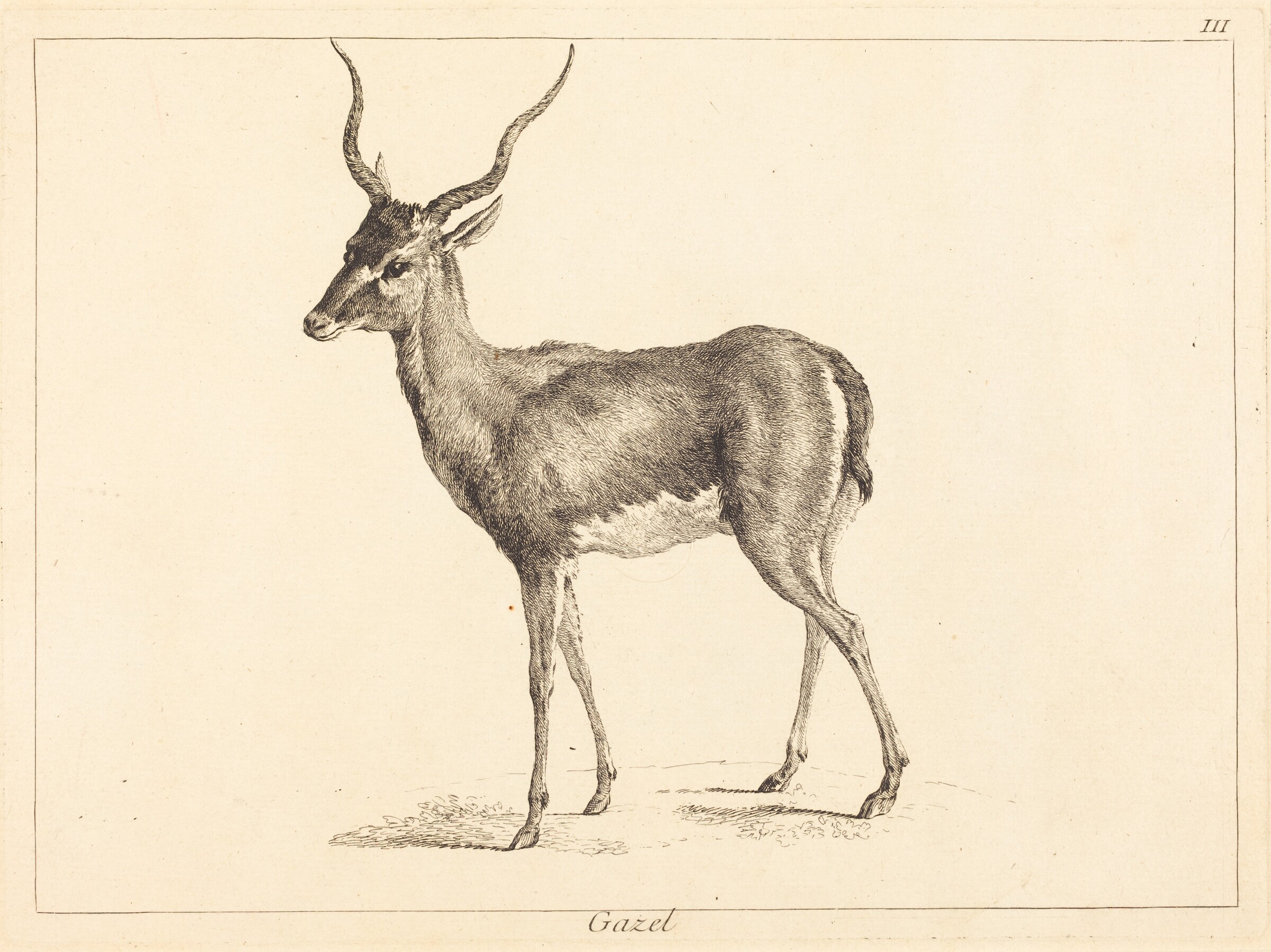 Gazel (Gazelle), Jacques-Philippe Le Bas and Jean Eric Rehn after Jean-Baptiste Oudry