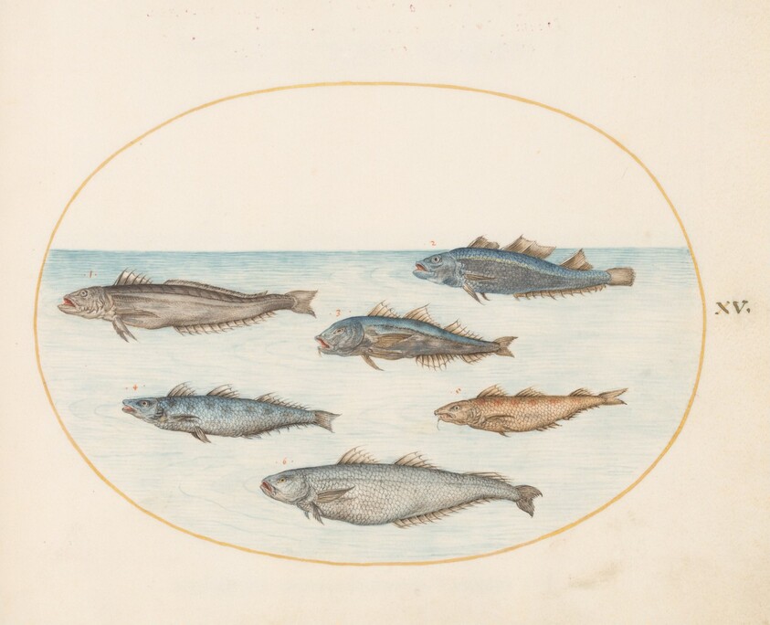 Plate 15: Six "Asellorum" Fish (Cod?)