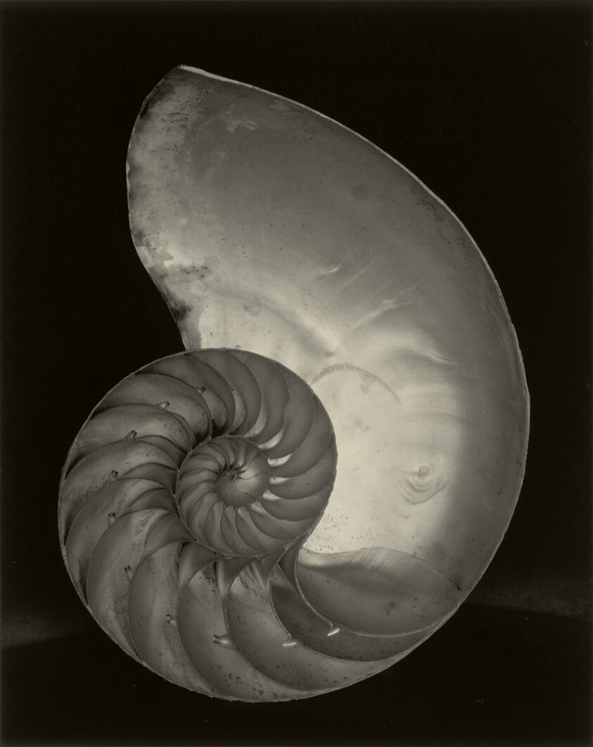 Nautilus