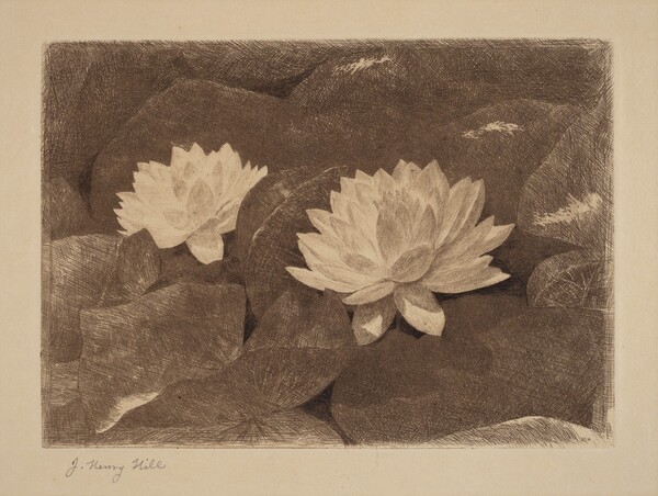 Waterlilies