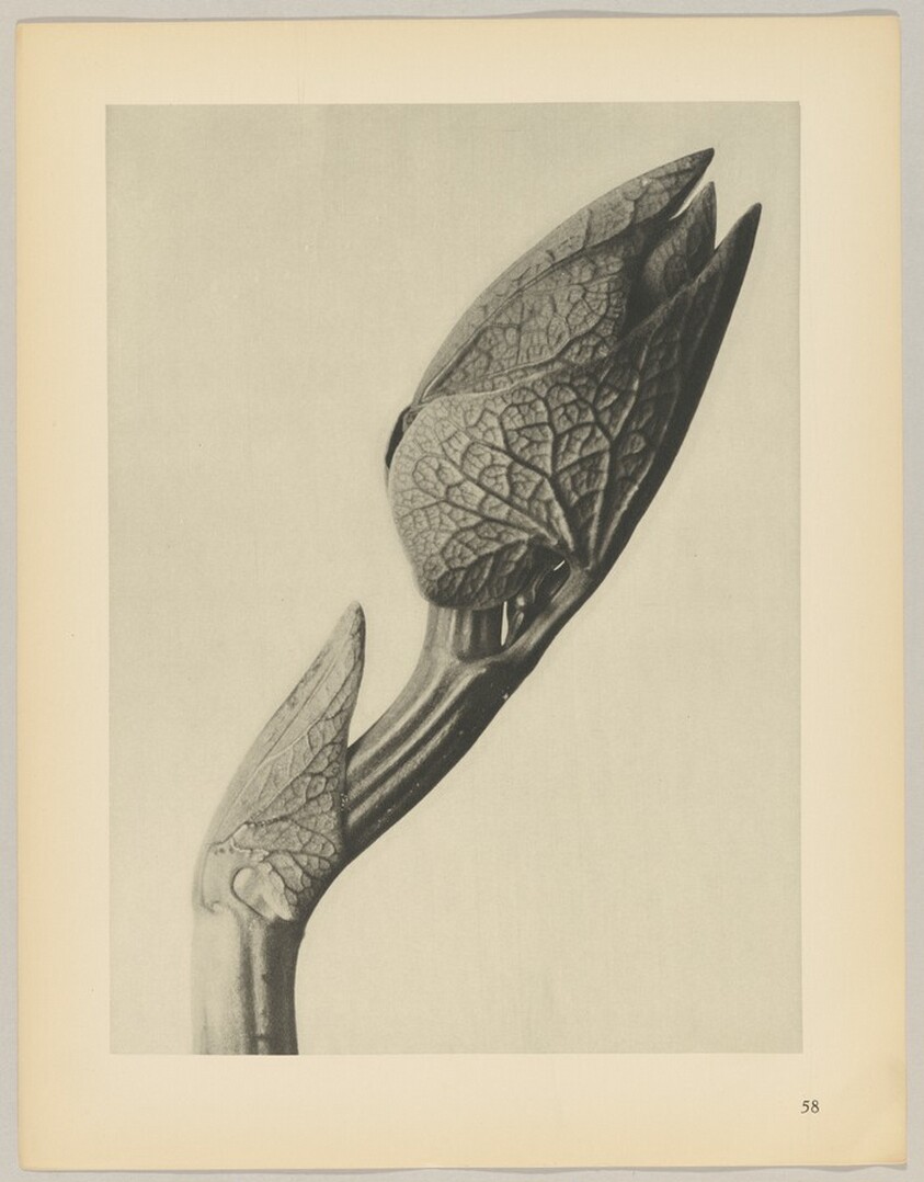 Aristolochia clematitis