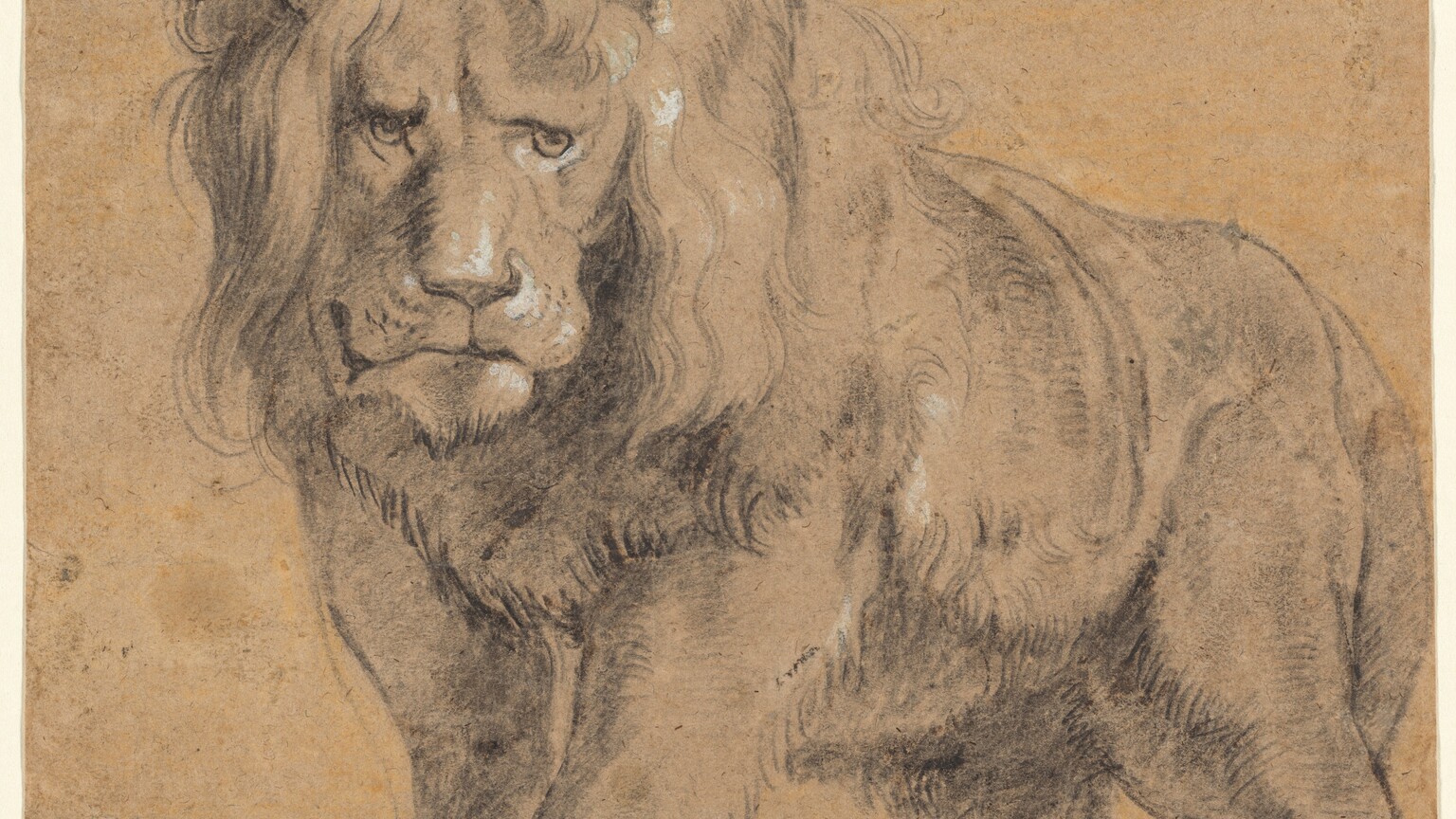 Drawn with black chalk with white highlights on beige paper, a male lion with a full, wavy mane looks out toward us on this nearly square drawing. He stands with his body angled so his rump is farther away, to our right, but his head faces us, his eyes looking slightly off to our right. His front paws are together and his back feet slightly separated with his tail curled loosely down between his legs. The bottoms of the lion’s feet are cropped by the edge of the paper. His mane touches the top edge and his haunches nearly reach the right edge of the paper, so he fills the sheet. White chalk highlights the lion’s left eye, nose, and closed lips. A few other touches of white appear on his mane and his left shoulder, on our right.