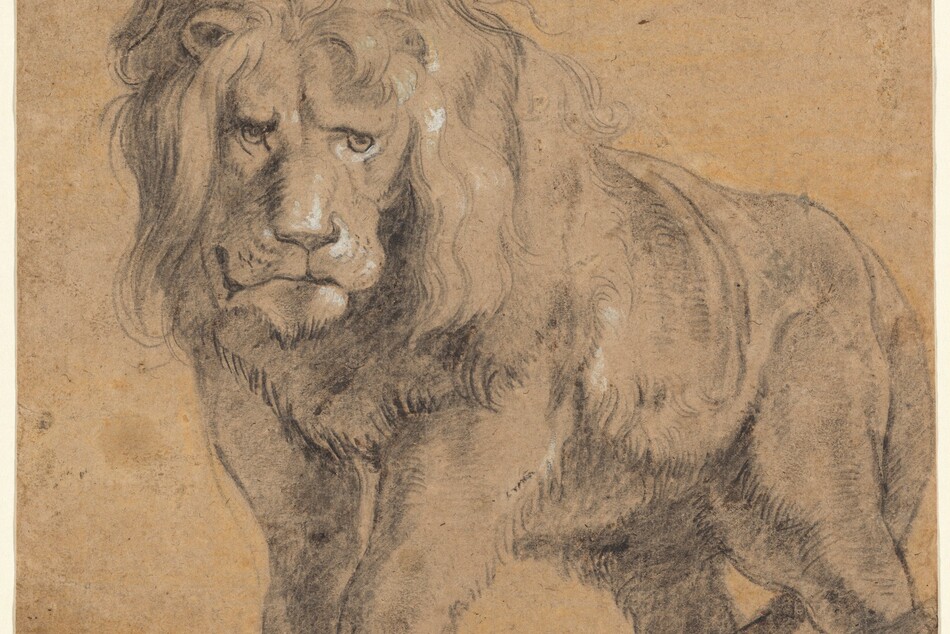 Drawn with black chalk with white highlights on beige paper, a male lion with a full, wavy mane looks out toward us on this nearly square drawing. He stands with his body angled so his rump is farther away, to our right, but his head faces us, his eyes looking slightly off to our right. His front paws are together and his back feet slightly separated with his tail curled loosely down between his legs. The bottoms of the lion’s feet are cropped by the edge of the paper. His mane touches the top edge and his haunches nearly reach the right edge of the paper, so he fills the sheet. White chalk highlights the lion’s left eye, nose, and closed lips. A few other touches of white appear on his mane and his left shoulder, on our right.