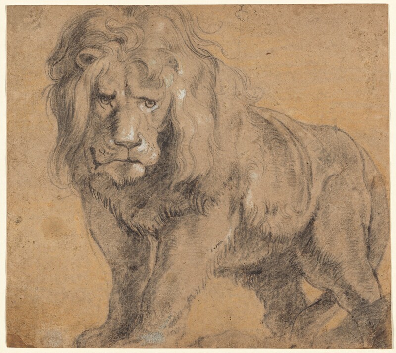 Drawn with black chalk with white highlights on beige paper, a male lion with a full, wavy mane looks out toward us on this nearly square drawing. He stands with his body angled so his rump is farther away, to our right, but his head faces us, his eyes looking slightly off to our right. His front paws are together and his back feet slightly separated with his tail curled loosely down between his legs. The bottoms of the lion’s feet are cropped by the edge of the paper. His mane touches the top edge and his haunches nearly reach the right edge of the paper, so he fills the sheet. White chalk highlights the lion’s left eye, nose, and closed lips. A few other touches of white appear on his mane and his left shoulder, on our right.