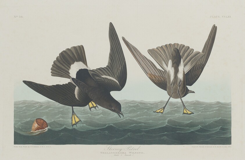 Stormy Petrel