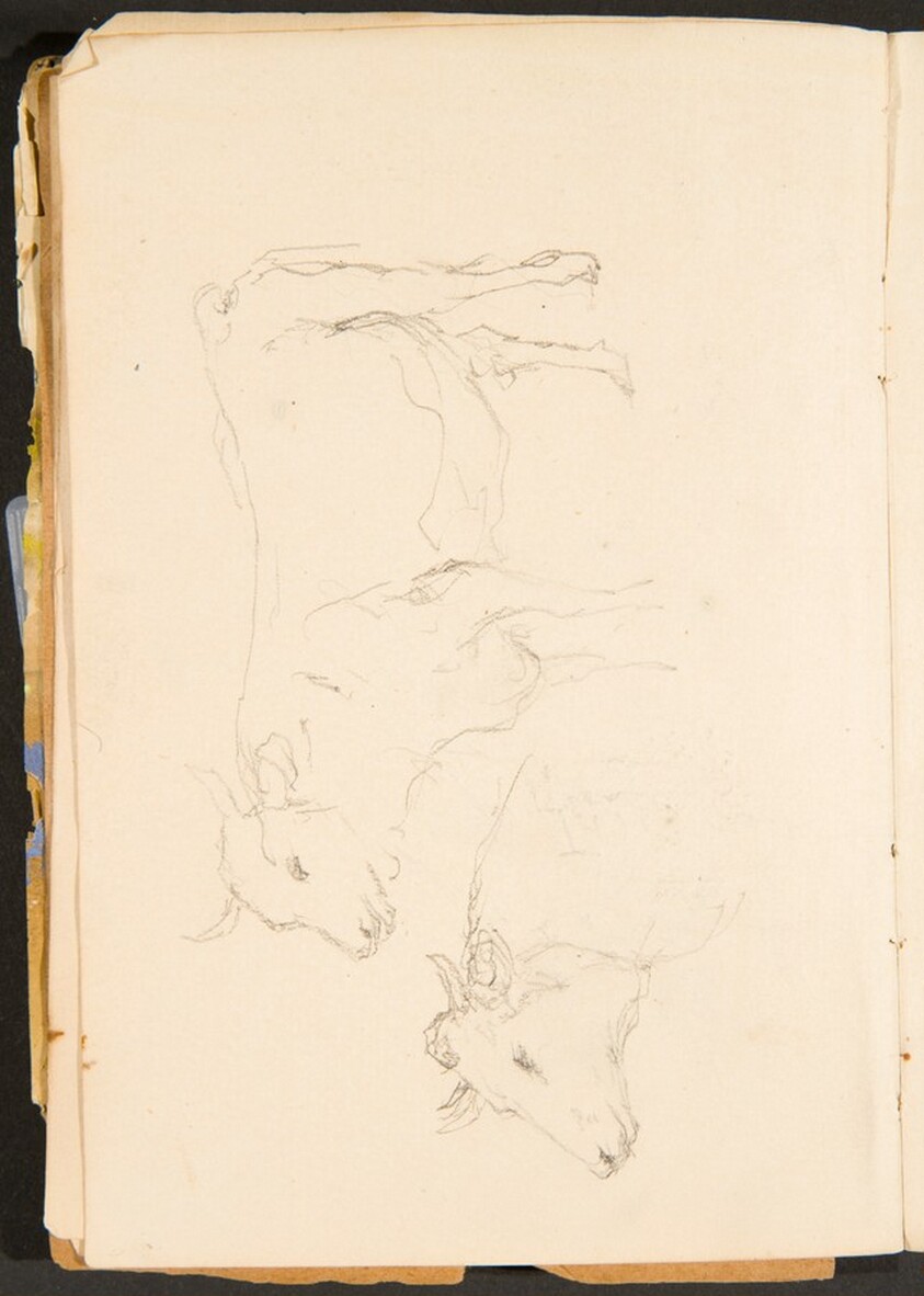Zwei Studien eines Ochsen (Two Studies of a Bullock) [p. 8]