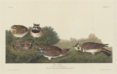Shore Lark, Robert Havell after John James Audubon, 1834