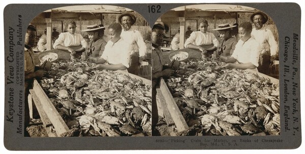 "'Picking' Crabs for Market, on Banks of Chesapeake Bay, Maryland"